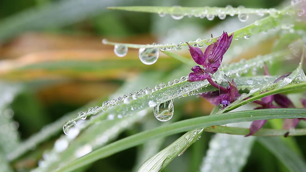 dew drops on flower