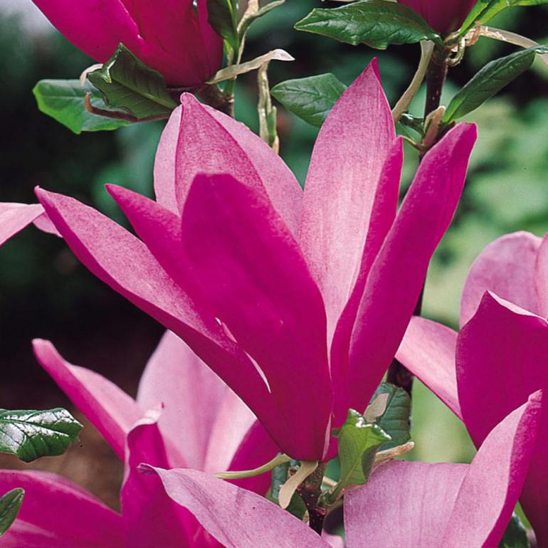 magnolia Susan